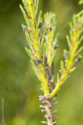 Neodiprion sertifer, european pine sawfly larva on pine