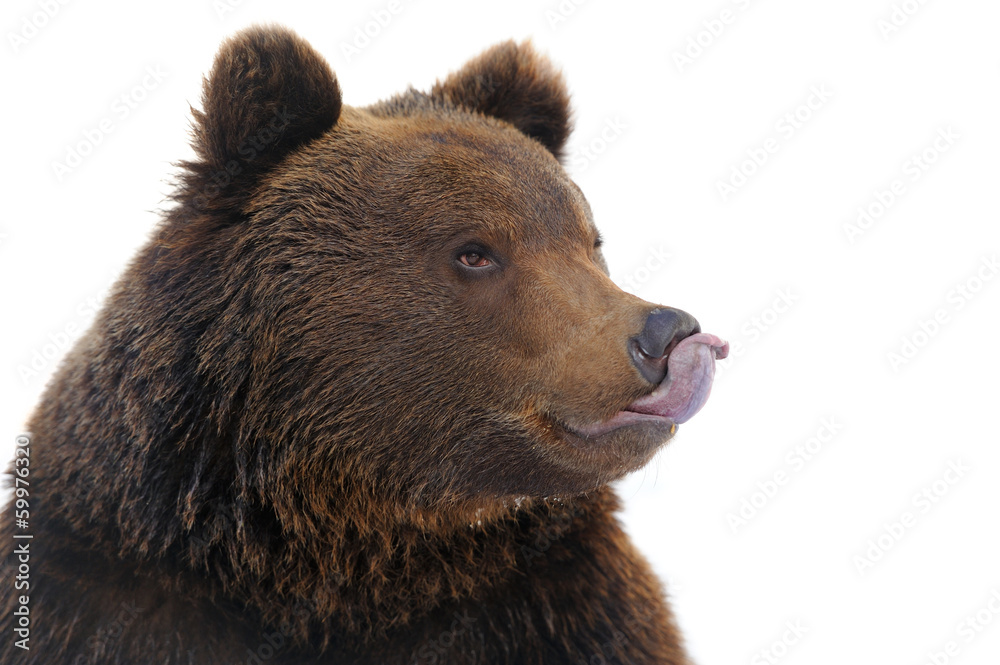 Bear in winter Bear in winter
