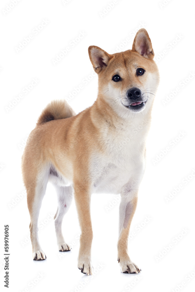 shiba inu shiba inu