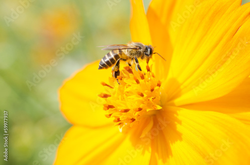 Bee sucking nectar from flower pollen photo