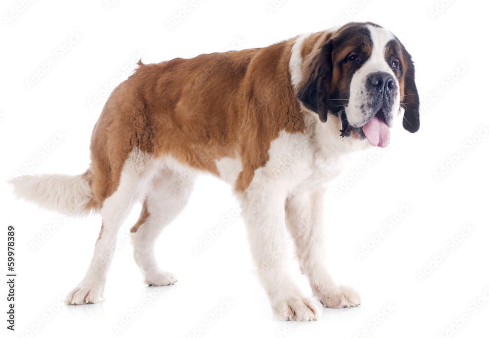 Saint Bernard Saint Bernard