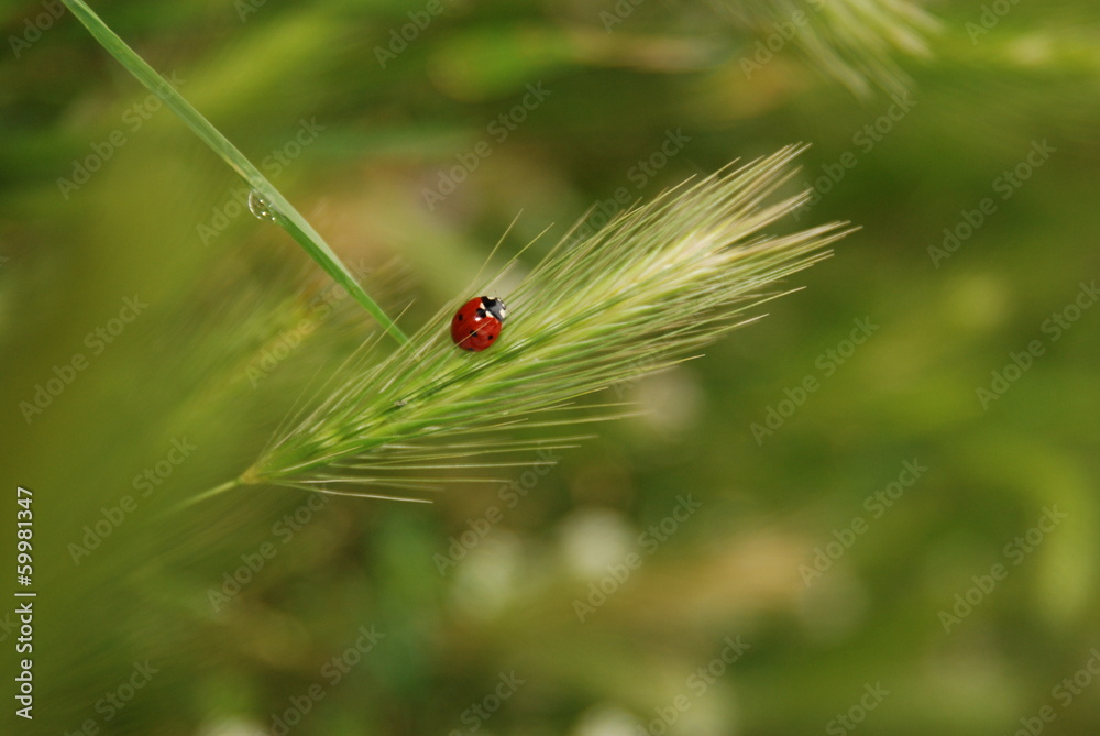 Fototapeta premium Coccinella su una spiga con goccia di rugiada