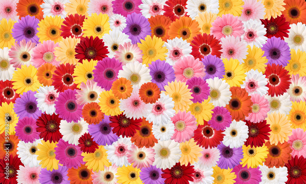 Fototapeta premium Marguerites