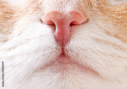 Nose cat