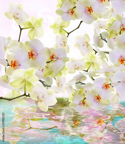 Beautiful water flowers Japanese Orchid.Beauty.Flora