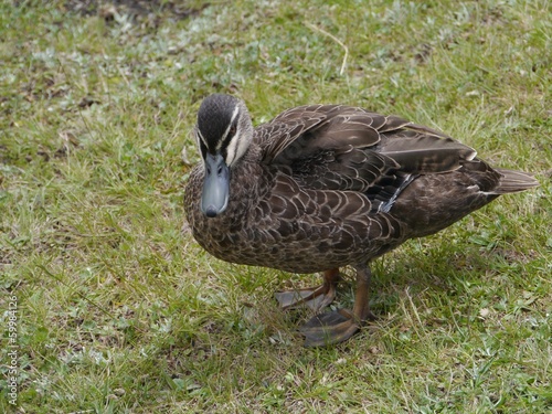 Pacific black duck in Australia photo