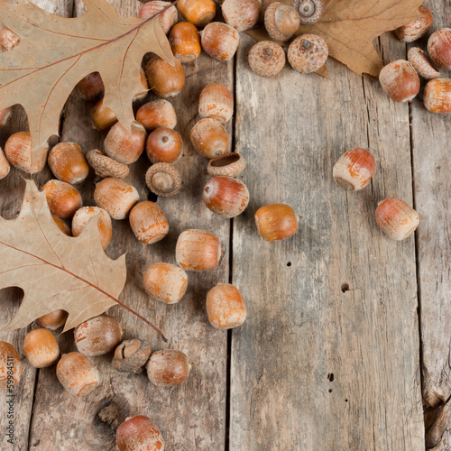 Autumn oak leaves and acorns on the abstract background