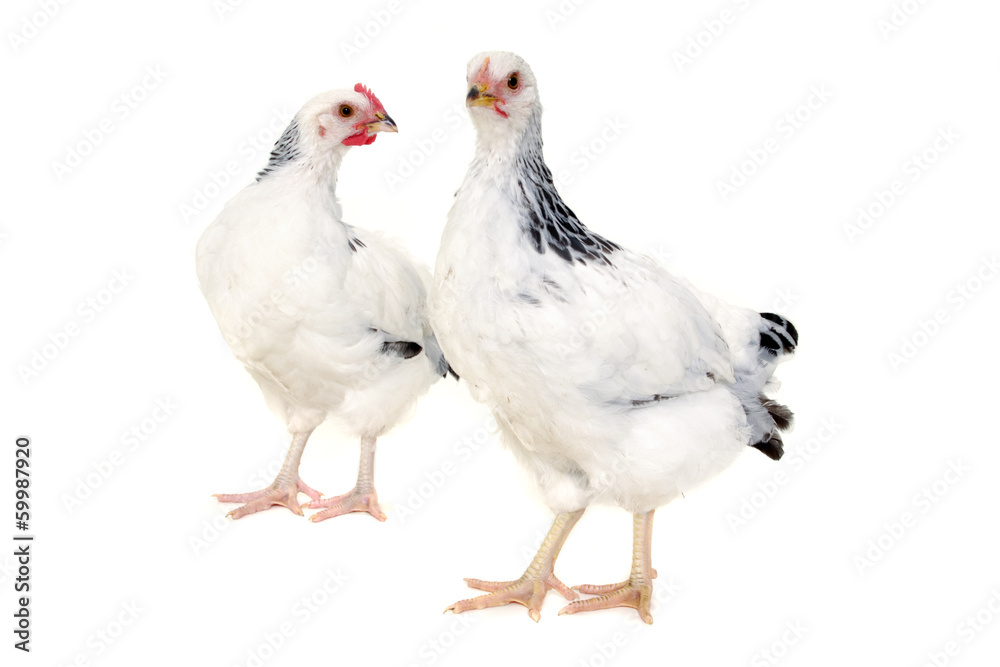 Chickens on white background