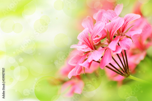 Beautiful floral background with pink flower