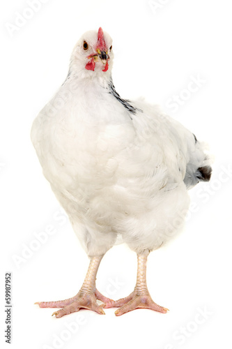 Hen on white background