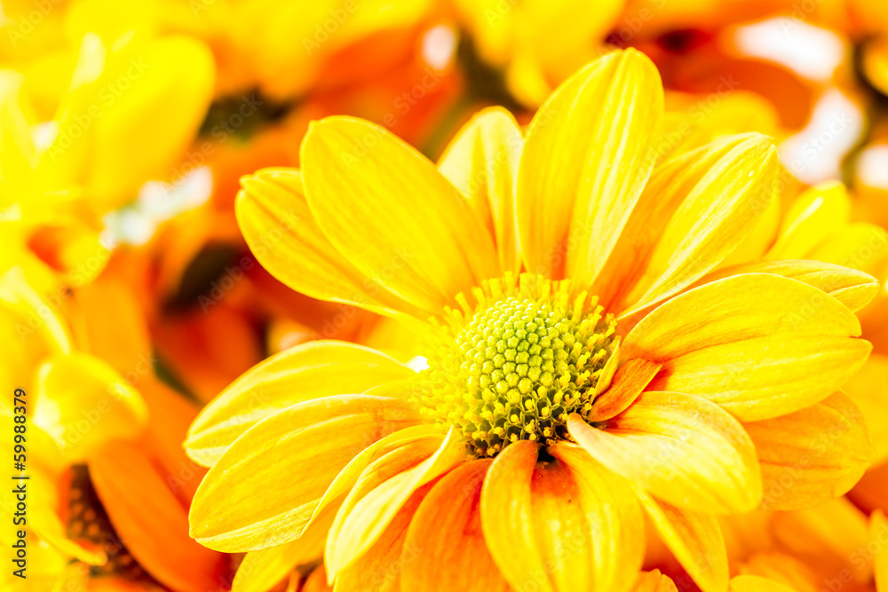 close-up chrysanthemum flower close-up chrysanthemum flower