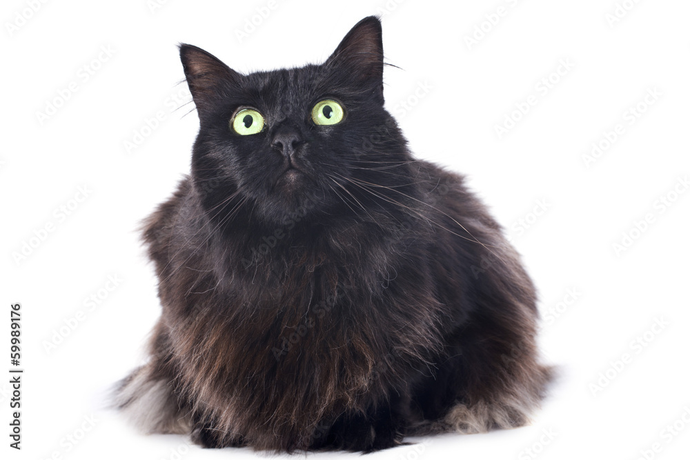black cat black cat