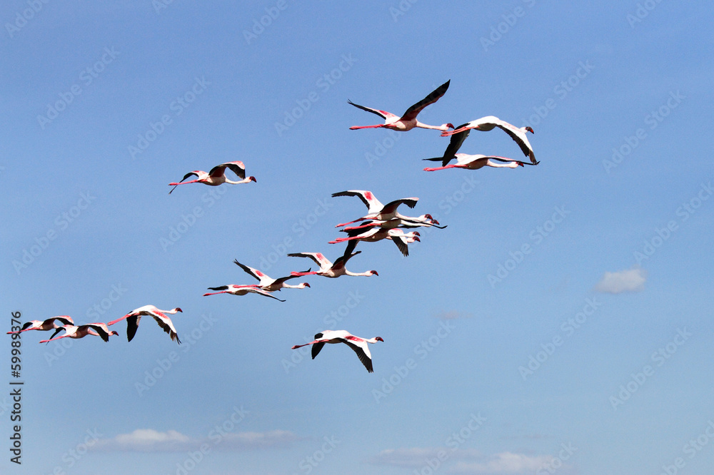 A group of Flamingo on blue sky