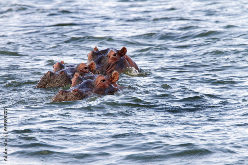 Fototapeta premium Hippos floating in lake Naivasha