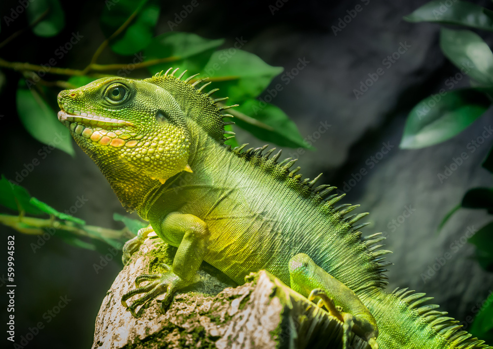 Fototapeta premium Green lizard