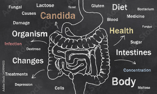 Photos Intestines Sketch with Words