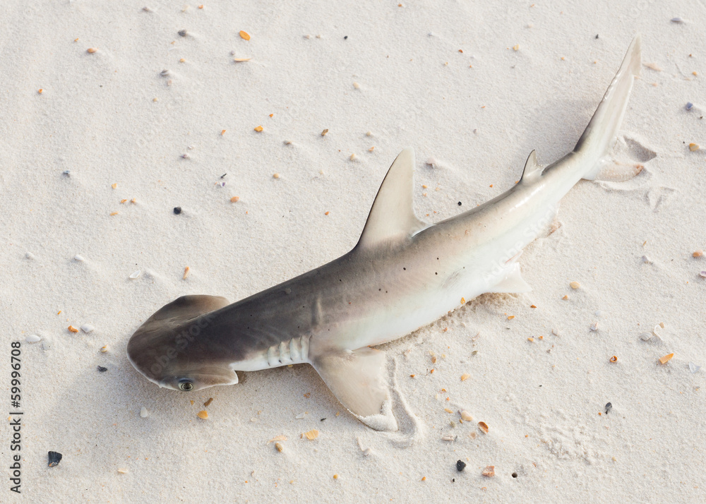 Fototapeta premium The bonnethead shark or shovelhead, Sphyrna tiburo, lying on the
