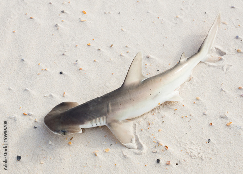 The bonnethead shark or shovelhead, Sphyrna tiburo, lying on the