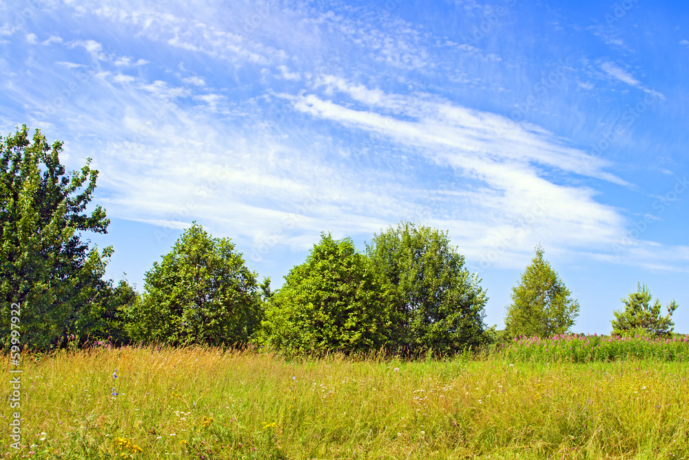 Obraz premium Summer landscape