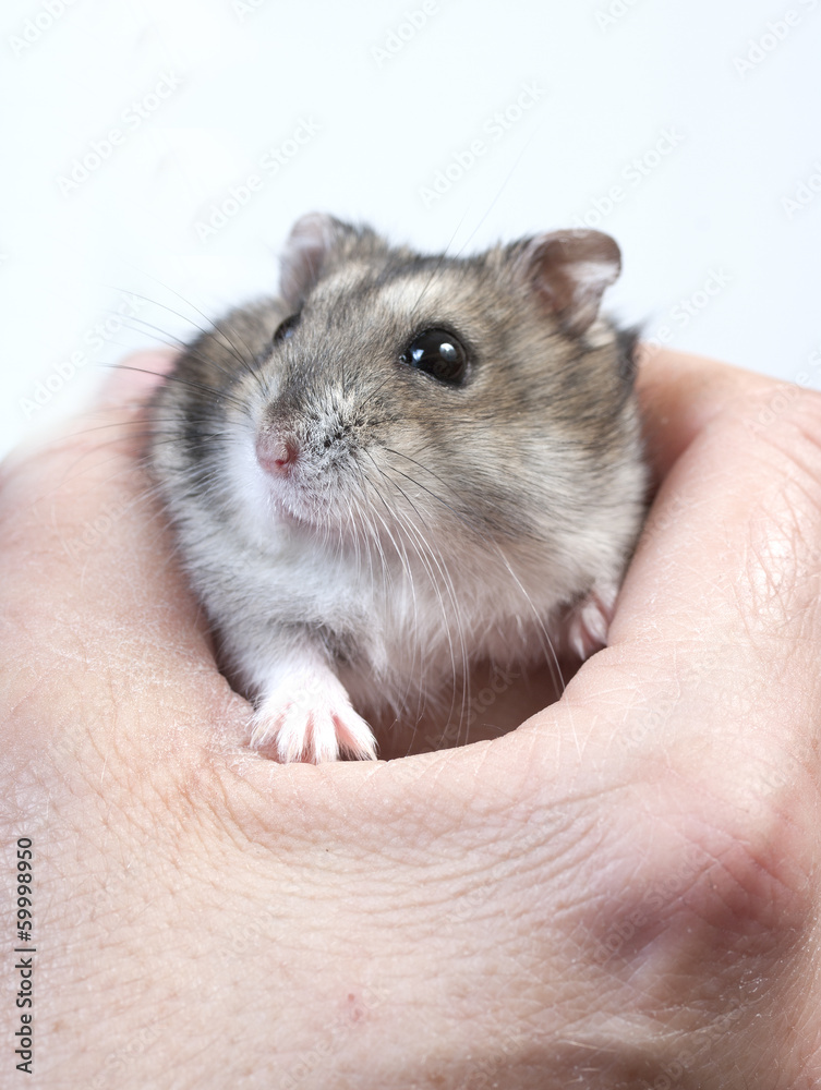 hamster in hand hamster in hand