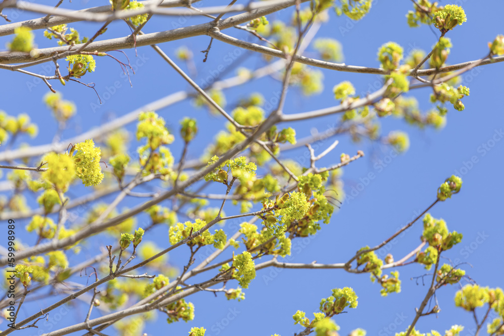 Flowers on a maple tree in spring. Flowers on a maple tree in spring.