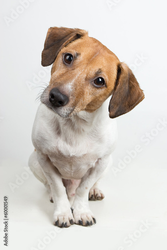 Jack Russell tilting his head