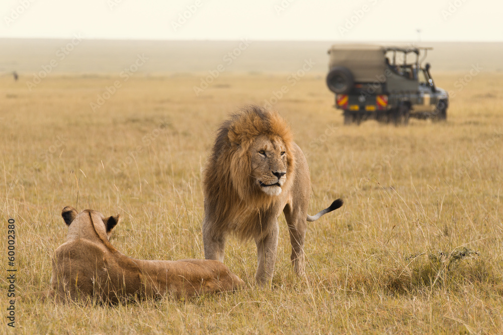Obraz premium African lion couple and safari jeep