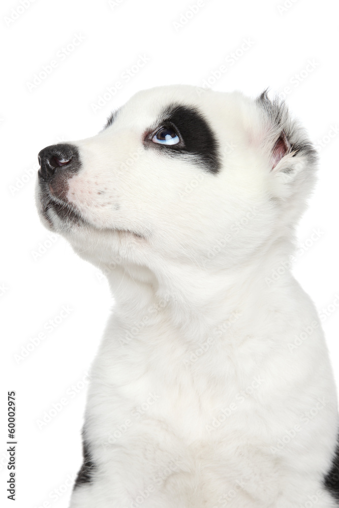 Central Asian shepherd puppy close-up portrait