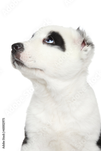 Central Asian shepherd puppy close-up portrait