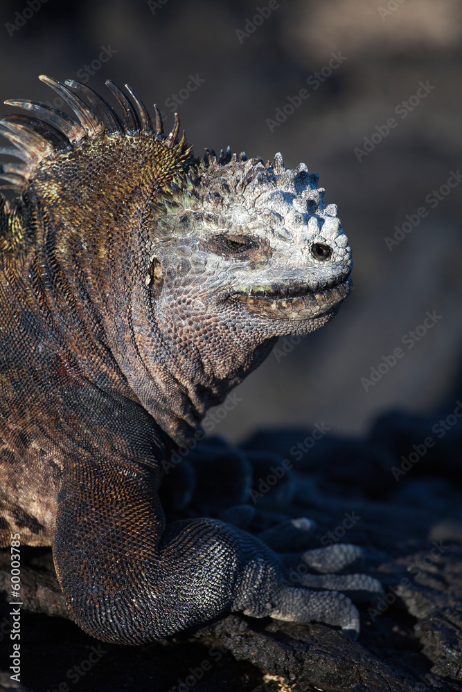 Marine iguana, Amblyrhynchus cristatus. Galapagos islands, Equad Marine iguana, Amblyrhynchus cristatus. Galapagos islands, Equad