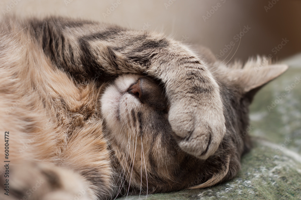 Obraz premium śpiący kot