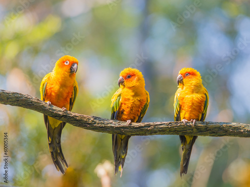 yellow parrots
