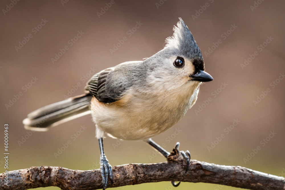 Naklejka premium Tufted titmouse perched on a branch