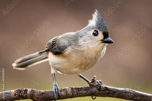 Tufted titmouse perched on a branch photo