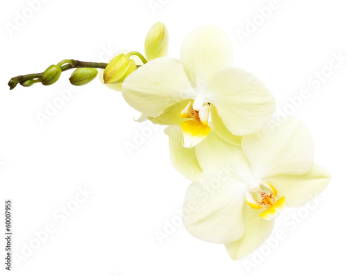 Orchid flower branch isolated on white background
