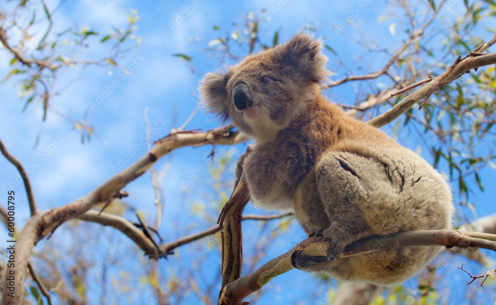 Naklejka premium Koala in Great Ocean Road, Victoria, Australia