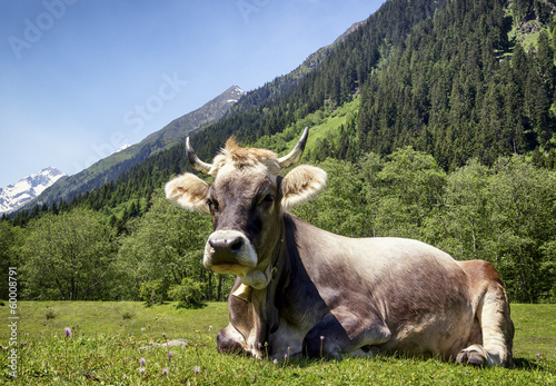 nice cow © fottoo