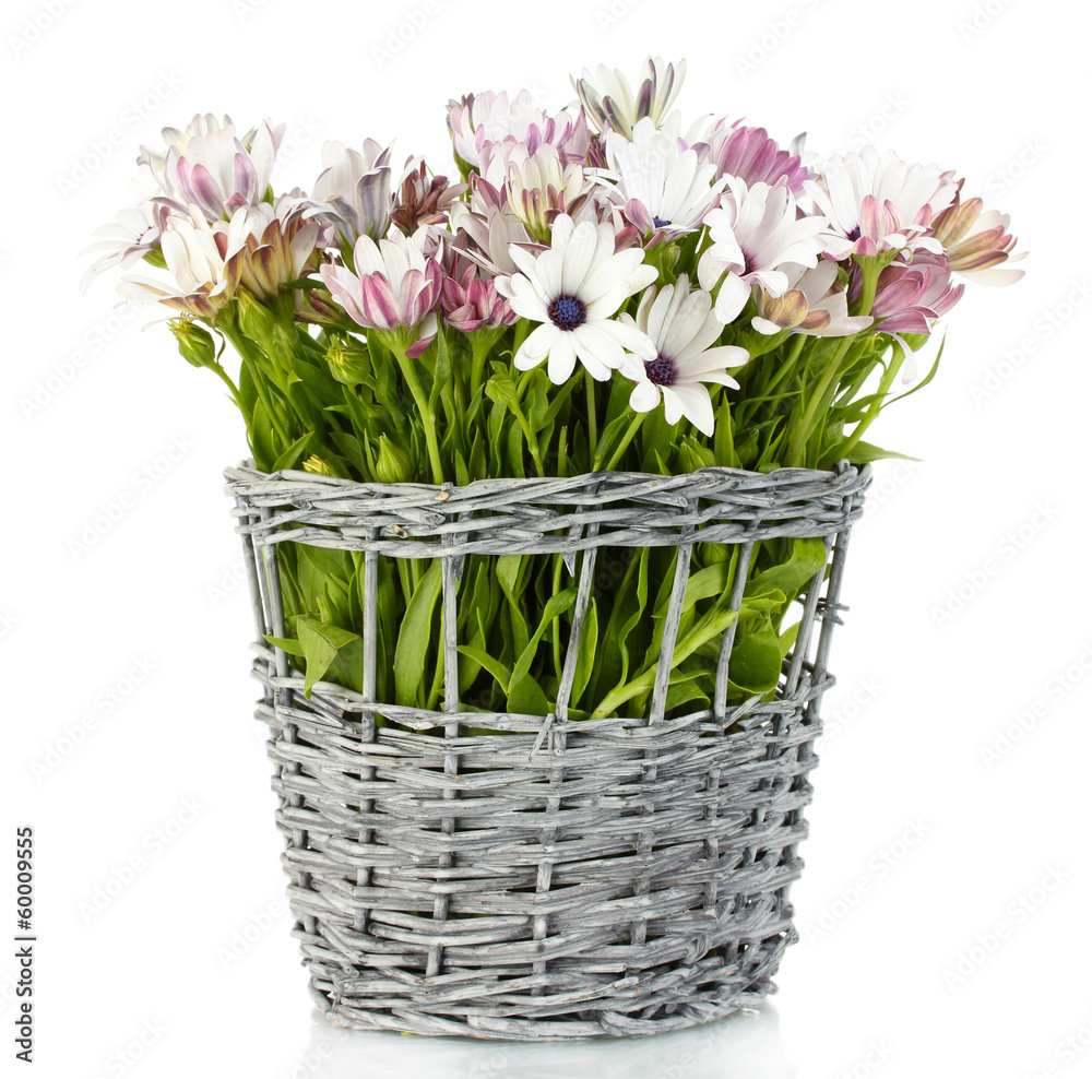 bouquet of beautiful summer flowers in wicker vase, isolated