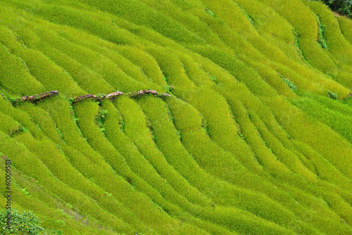 Rice field in Nepal