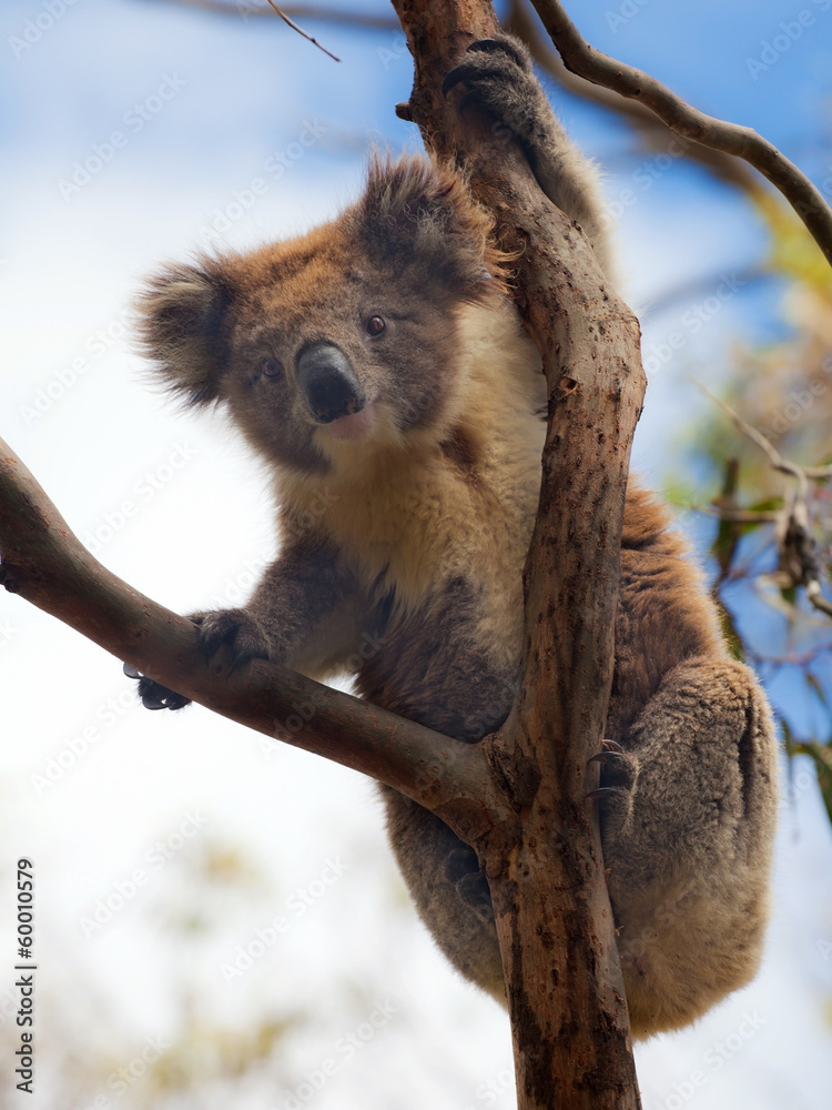 Fototapeta premium Koala in Great Ocean Road, Victoria, Australia