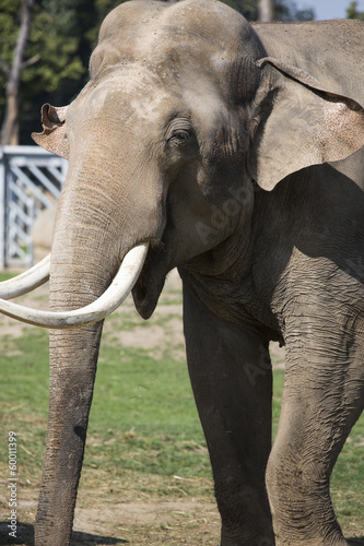 Canvas Print Elephant