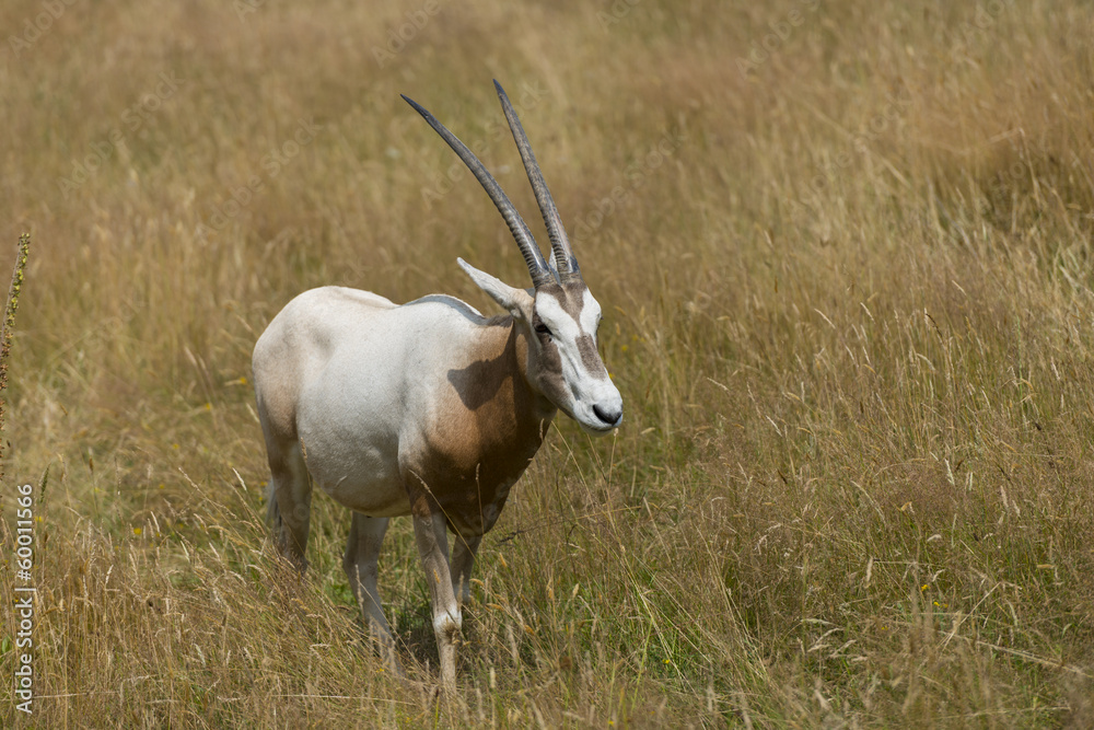 Oryx algazelle (Oryx dammah), parfois appelé Oryx de Libye, Ory Oryx algazelle (Oryx dammah), parfois appelé Oryx de Libye, Ory