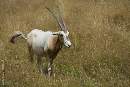 Oryx algazelle (Oryx dammah), parfois appelé Oryx de Libye, Ory