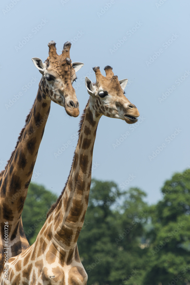 Fototapeta premium girafe (Giraffa camelopardalis)