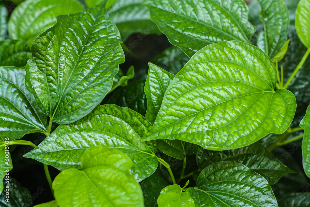 leaves leaves