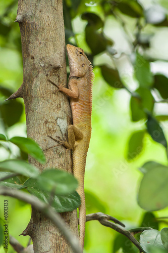 Bearded Dragon