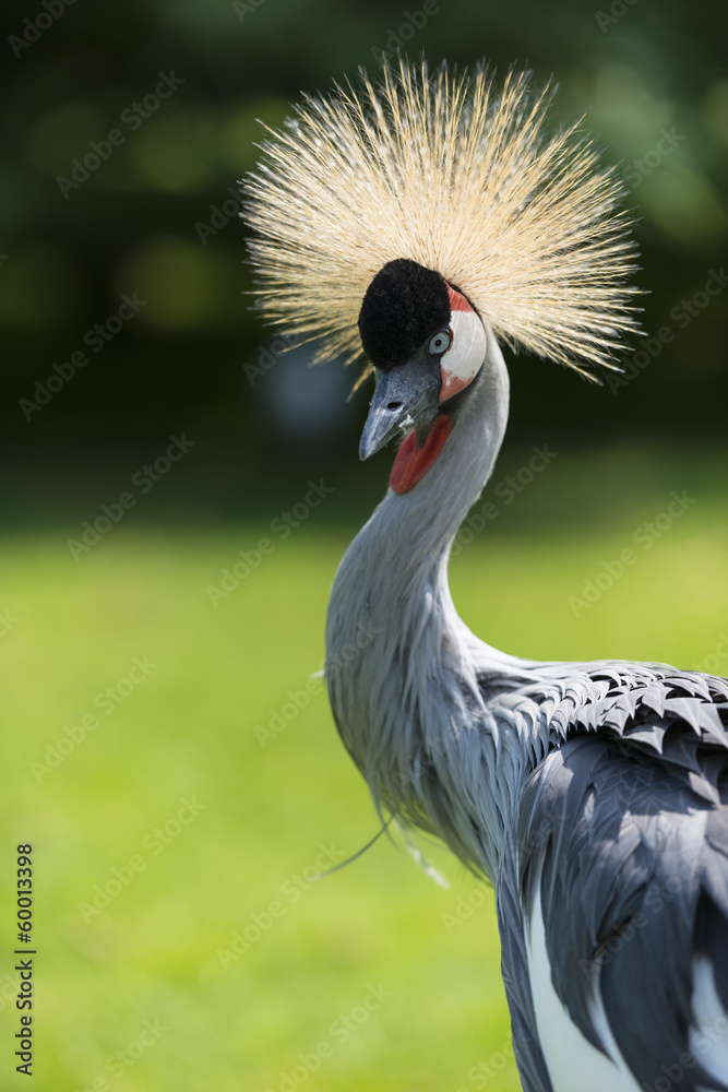 Fototapeta premium Grue couronnée - Balearica pavonina - Black Crowned Crane