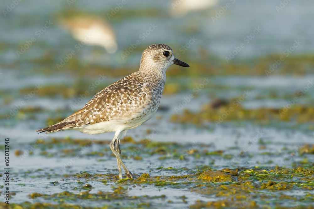 Grey Plover(Pluvialis squatarola) in nature of Thailand Grey Plover(Pluvialis squatarola) in nature of Thailand
