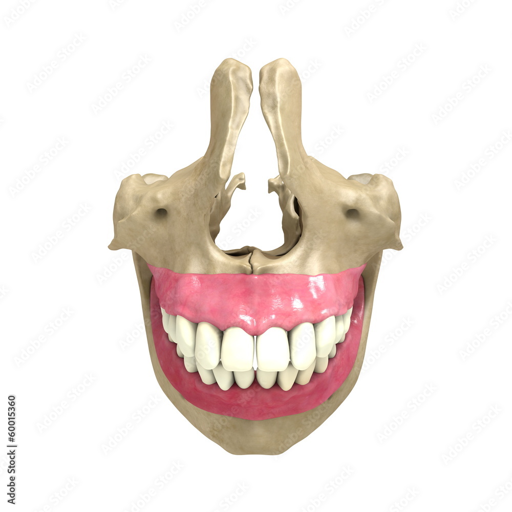 Naklejka premium Teeth front View