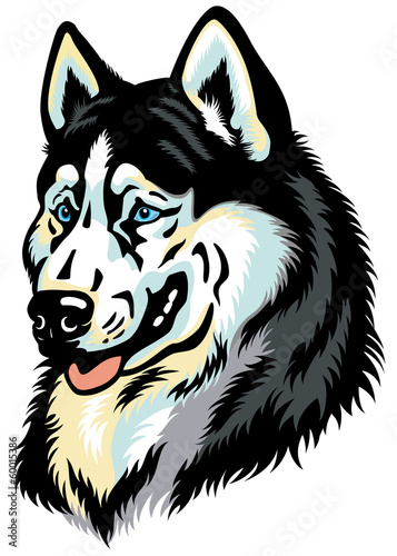 siberian husky head